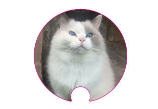Beky blu con adesivo personalizzato